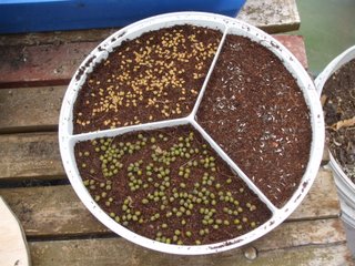 3 types of seeds sown, mugn bean, fenugreek and lettuce 3 types of seeds sown, mugn bean, fenugreek and lettuce